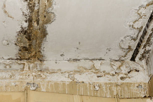 Asbestos and Lead Testing During Mold Inspection in Lake Worth, TX