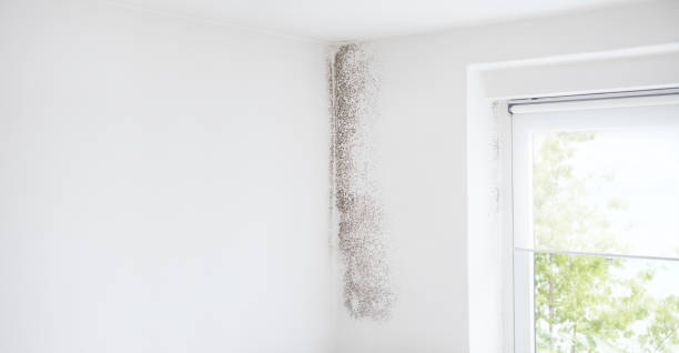 Mold Remediation for Rental Properties in Lake Worth, TX