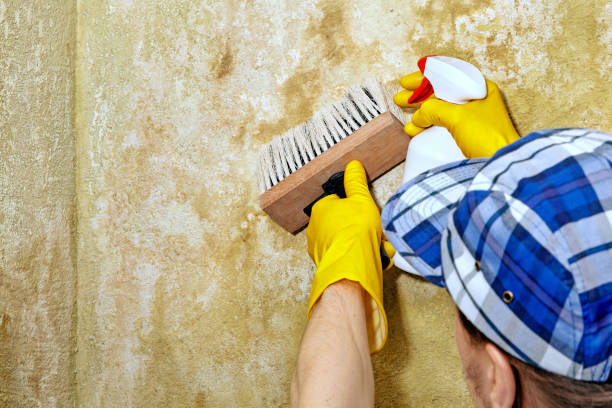 Professional Mold Removal in Lake Worth, TX